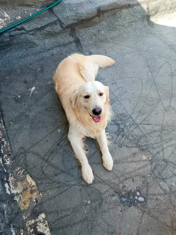 Max, un Golden Retriever da amare Foto 3
